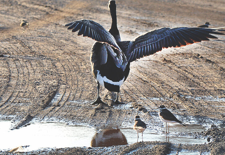 Picture this: Birds of different kinds coexist in a dirt road puddle